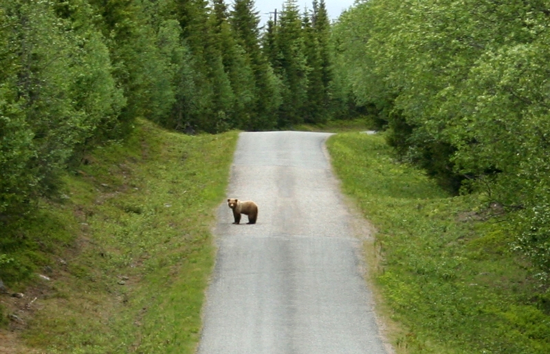 Björnen