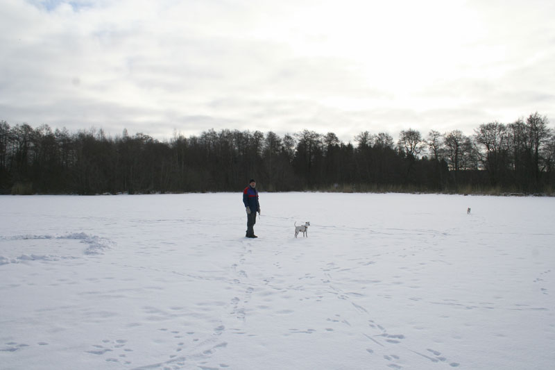 Björn i mitten av Kamphavet